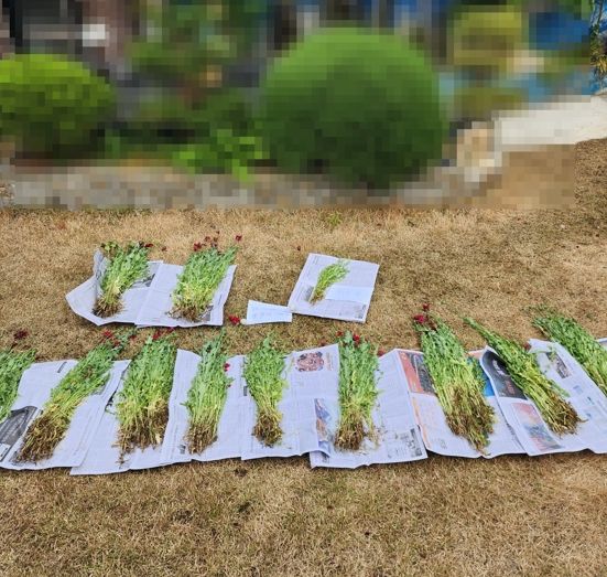 사천해경, 해안가 양귀비 대량 밀경작사범 검거
