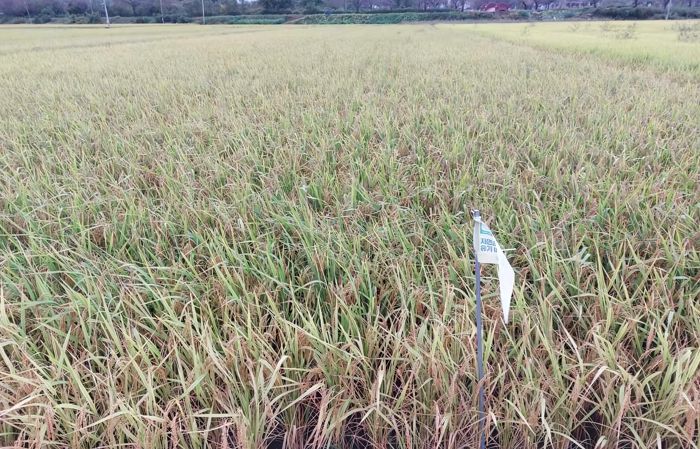 가루쌀 재배단지(곡성)