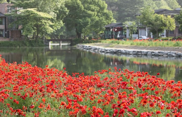 임실군 국민관광지 관촌 사선대, 붉은 양귀비꽃 만개