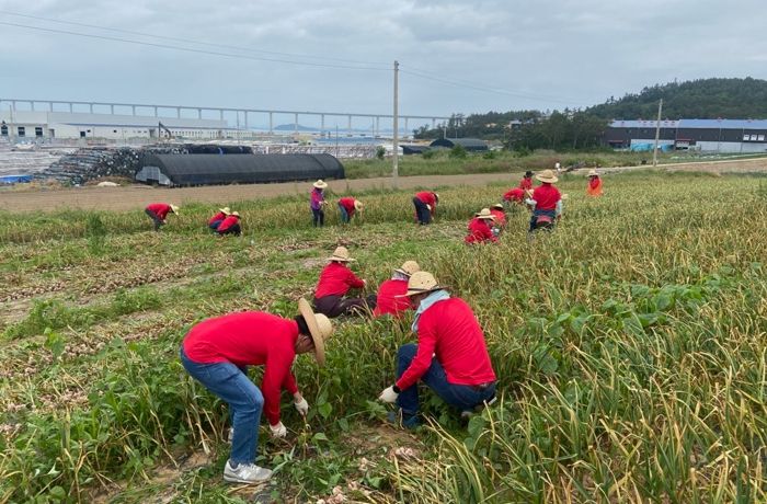 목포시, 신안 곳곳 농촌일손돕기 봇물…도농상생교류 박차