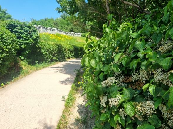 서울 종로구 한양도성성곽길 가막살나무