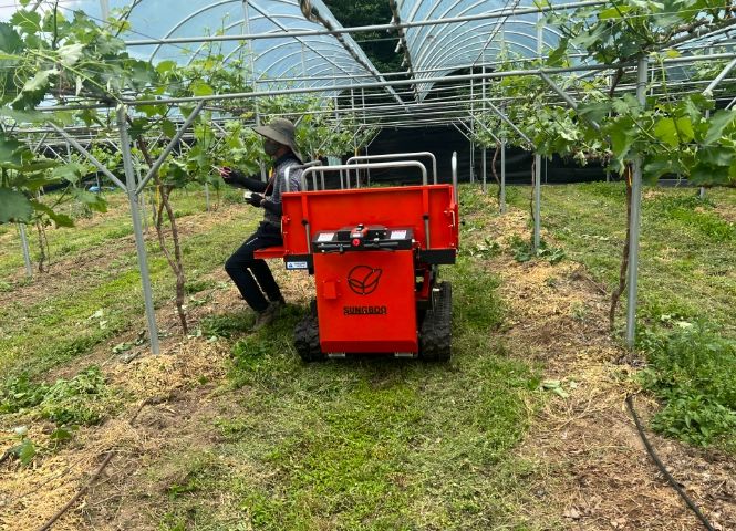 한 농가에서 용인특례시가 대여한 동력운반차를 이용해 작물을 관리하고 있다