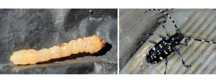 알락하늘소 애벌레와 알락하늘소