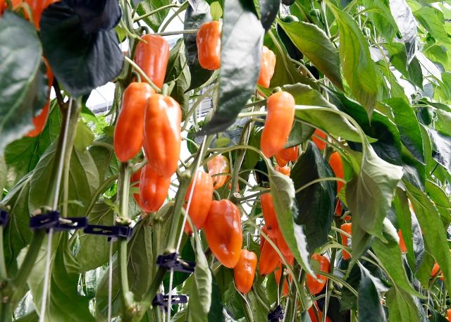 국산 파프리카 생과용 ‘뉴다온’