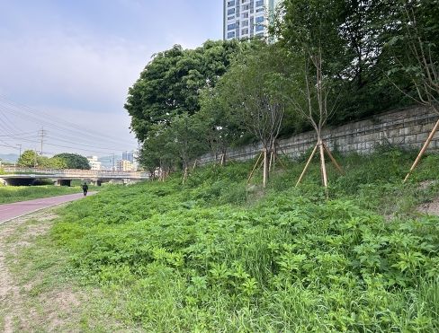 생태계교란식물 퇴치사업 실시