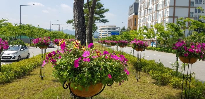 안동시, 경북도청 신도시 가로화분 설치‘꽃길조성 완료’