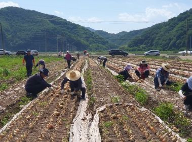 의령군 공무원 농촌 일손돕기 나서
