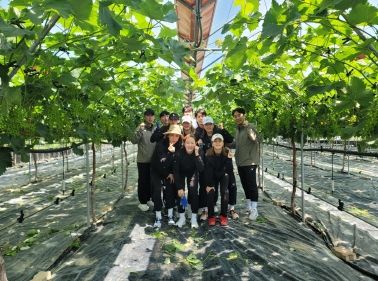 김천시청 실업팀, 포도 농가 찾아 일손 돕기에 구슬땀