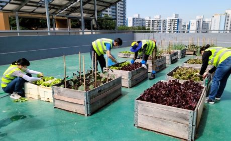 부산 사상구 모라3동 자활근로사업 참여자, 옥상 텃밭을 가꾸어 나눔 실천