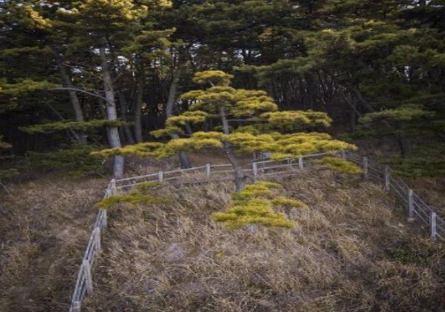 (황금 곰솔) 엽록소 등에 의해 황금빛을 띄는 소나무, 보령시 보호수
