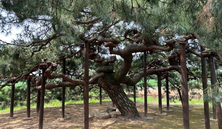 천연기념물 반룡송