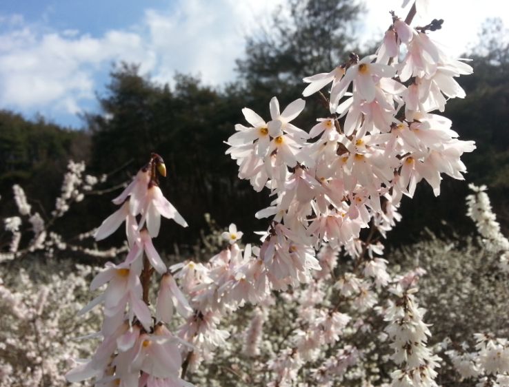 괴산군, 미선나무 잎 추출물 ‘건강기능식품 개별인정형 기능성 원료’ 승인 신청
