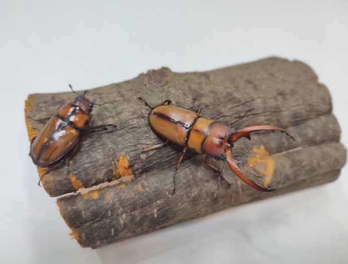 두점박이 사슴벌레(Prosopocoilus astacoides blanchardi)의 모습으로 2012년부터 환경부 지정 멸종위기야생생물 2급으로 보호받고 있다. (좌)암컷 41mm (우)수컷 82mm.