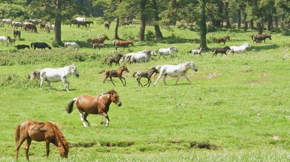 축산진흥원, 찾아가는 제주마 혈통등록 서비스 운영