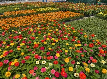 꽃 육묘장에서 여름꽃을 분양하고 있다.