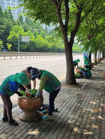 김포본동 행정복지센터는 지난 8일과 9일 김포터미널 부근과 김포본동 행정복지센터를 중심으로 여름꽃 5.000여 본을 식재했다.