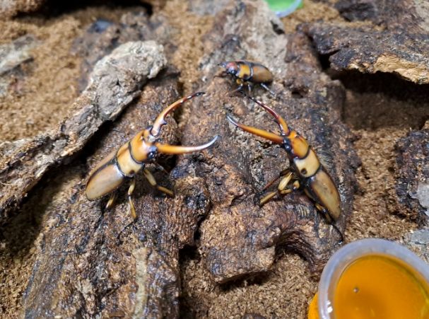 두점박이사슴벌레 수1암2