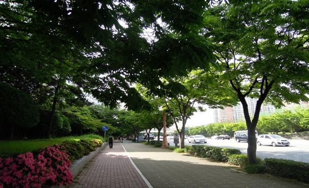 자연수형으로 조성된 가로수길