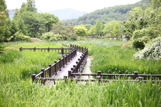 경북수목원 창포원