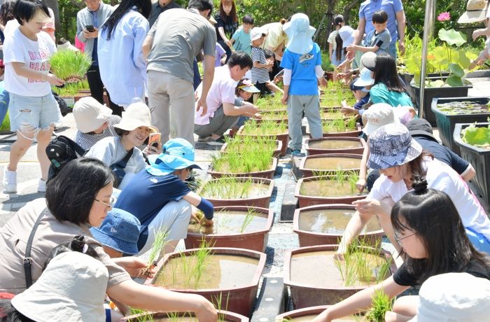 담양 수북농협 로컬푸드 직매장 모내기, 감자 캐기 체험 진행