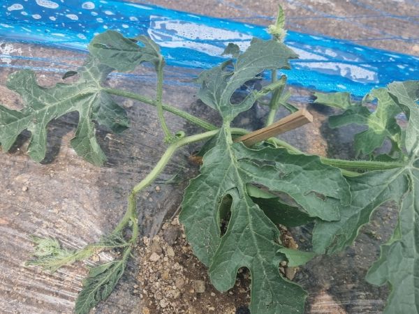 경북농업기술원, 우박 피해 지역 현장기술지원단 파견