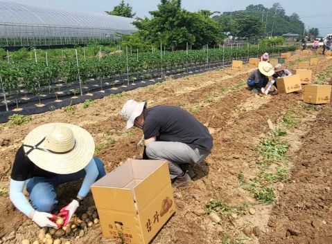 청주시 일자리정책과, 강내면 농가 일손 지원